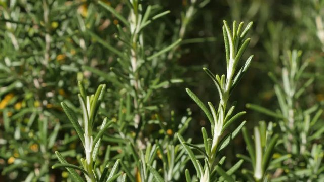 Green rosemary herbal plant in the garden shallow DOF 4K 2160p 30fps UltraHD footage - Tasty spicy perennial bush needles Rosmarinus officinalis on wind close-up 3840X2160 UHD video 