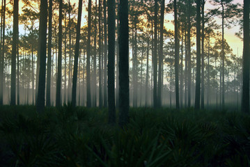 Fototapeta na wymiar Apalachicola National Forest Foggy Morning