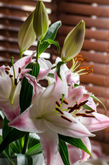 A bouquet of lilies