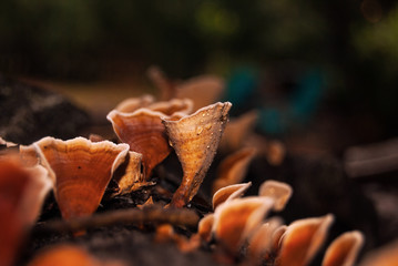 Turkey Tail Mushrooms With Dew