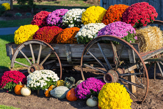 Farm Wagon and Colorful Mums