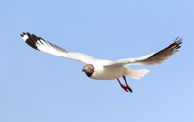 Seagulls fly in the sky at Bang Pu,Thailand.