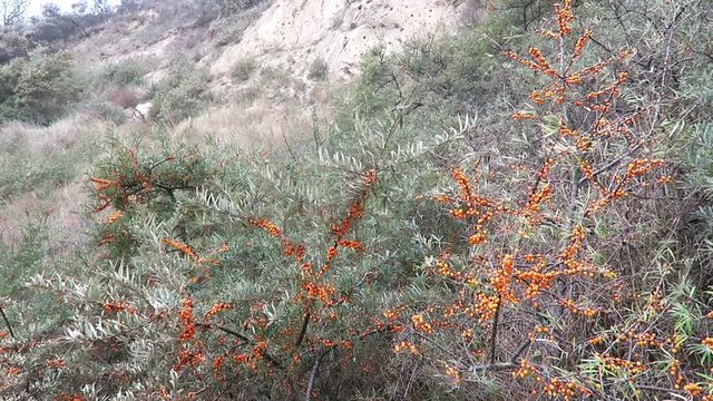 Sea-buckthorn bushes with fruits on shore of baltic sea at cape arkona on rugen isle. (Germany)