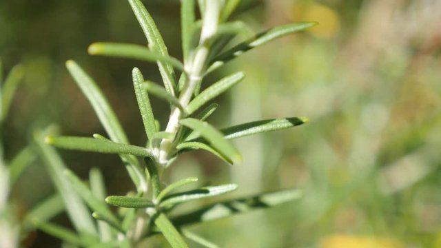 Needles of tasty spicy bush Rosmarinus officinalis on wind close-up 4K 2160p 30fps UltraHD footage - Perennial green rosemary herbal plant in the garden shallow DOF 3840X2160 UHD video 