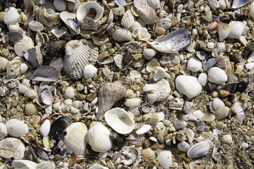 Shells texture