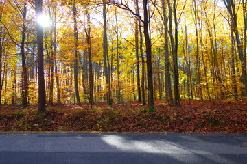 Colorful autumn park