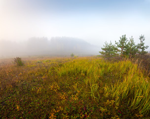 The foggy Morning on the Meadow