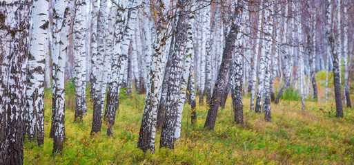 Tne Pattern of a Birches