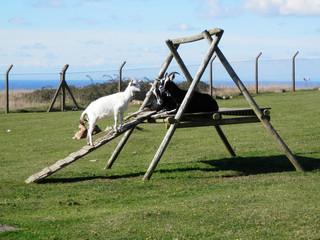 Goats on climbing frame