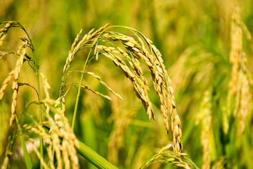 close up of yellow green paddy rice field