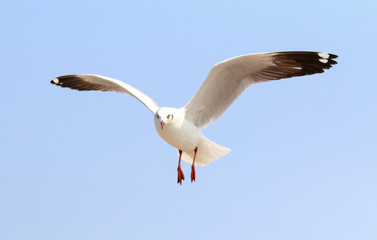 Seagulls fly in the sky at Bang Pu,Thailand.
