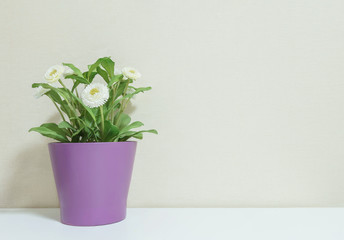 Closeup artificial plant with white flower on purple pot on blurred wooden white desk and wall textured background in room with copy space