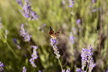 Butterfly on lavender in Dalmatia, Croatia