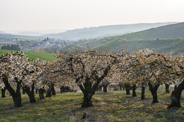 Cerisiers en fleurs
