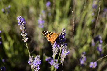 Butterfly on lavender in Dalmatia, Croatia