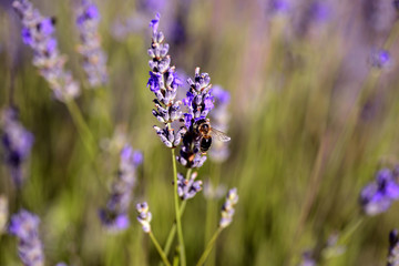 Bee on lavender in Dalmatia, Croatia