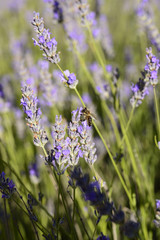 Bee on lavender in Dalmatia, Croatia