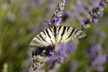 Butterfly on lavender in Dalmatia, Croatia