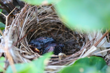 A baby bird sleeping in the nest with the beak pointing up