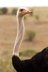 Male Ostrich looking over his shoulder