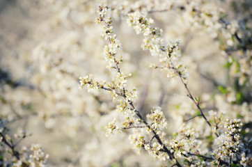 Spring seasonal background with blooming plum tree branches, natural seasonal floral background