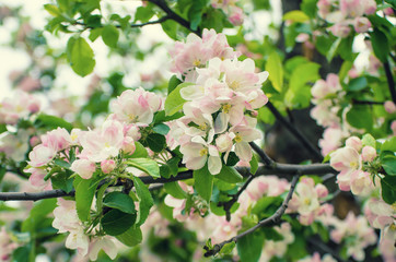 Apple tree flower blossoming at spring time, floral background