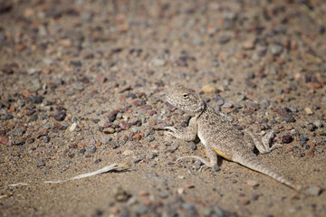 Lizard with  tail is crawling on the ground
