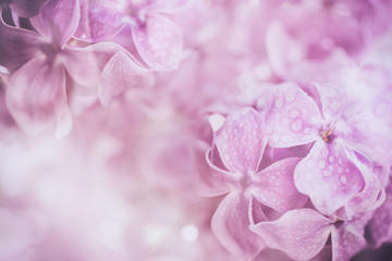 Macro image of spring soft violet  lilac flowers with water drops, natural seasonal floral background. Can be used as holiday card with copy space.