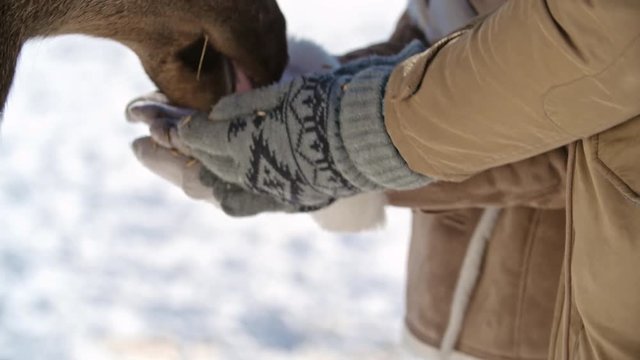 Closeup shot of two deer eating food from human hands in knit gloves in winter