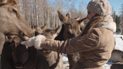 Smiling young woman standing on deer farm surrounded by cute deer and hand feeding them with hay