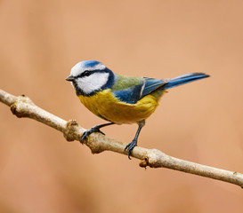 Eurasian blue tit