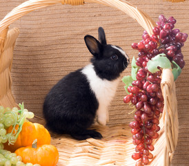 Monthly black and white Dutch rabbit dwarf standing on hind legs