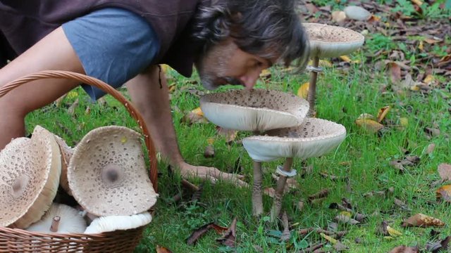 man picking mushroom in the forest ,macrolepiota procera