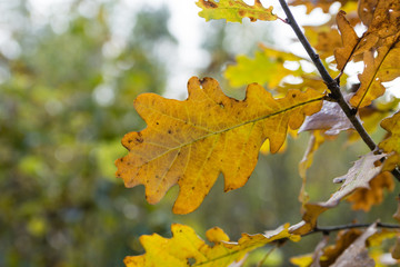 Naklejka na ściany i meble Autumn oak leaves background 