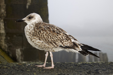 Jeune Goëland /Grisard
