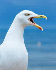Seagull portrait. Closeup with blue sky and ocean backdrop.