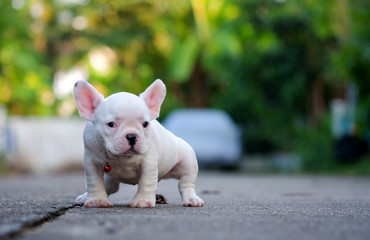 Young french bulldog white shit on the floor.