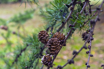 Pine branch with cones shot in the forest with bokeh effect and autumn yellow tones in background.