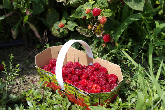Red raspberries in basket in field