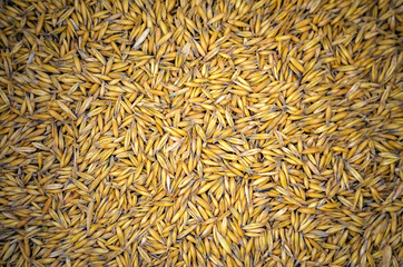 Wheat background view from the top close up