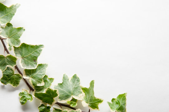Festive sprig of ivy leaves isolated on a white background