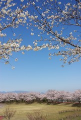 青空と桜・百花台公園