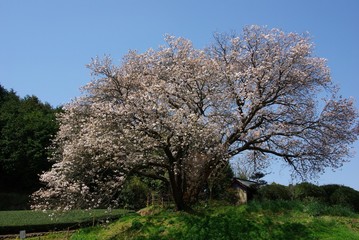 納戸料（なんどりょう）の百年桜