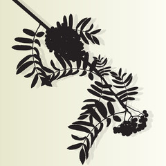 Mountain ash tree rowan berries tree branch leaves with berry vi