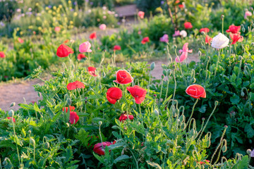 Obraz premium Poppy flower red pink white sunlight shining in clump