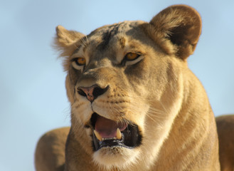 A Portrait of an African Lion Female
