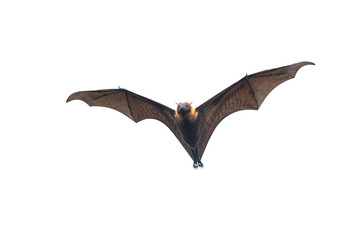 Bat flying on white background 