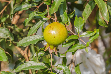 Pomegranate on tree branch, selective focus