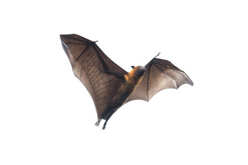 Fototapeta premium Bat flying on white background 