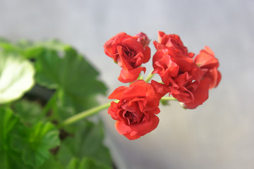 Rosebud pelargonium. Red heranium, known as pelargonium, flowers close-up.